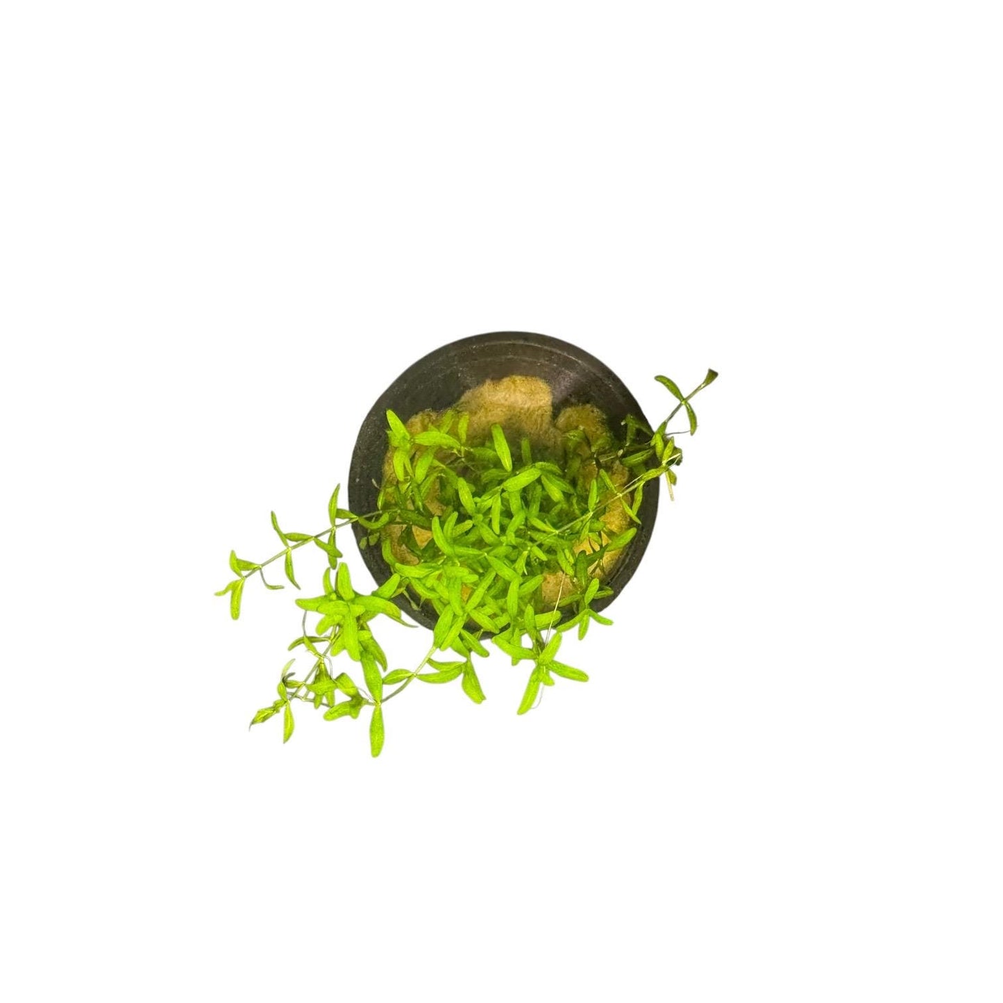 Pearl Weed Live Aquarium Plant | Potted Freshwater Aquatic Plant | Micranthemum micranthemoides | Easy Stem Plant