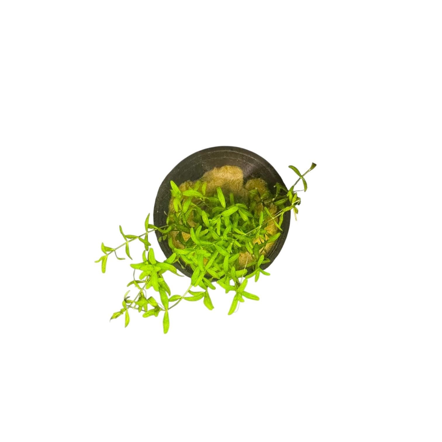 Pearl Weed Live Aquarium Plant | Potted Freshwater Aquatic Plant | Micranthemum micranthemoides | Easy Stem Plant