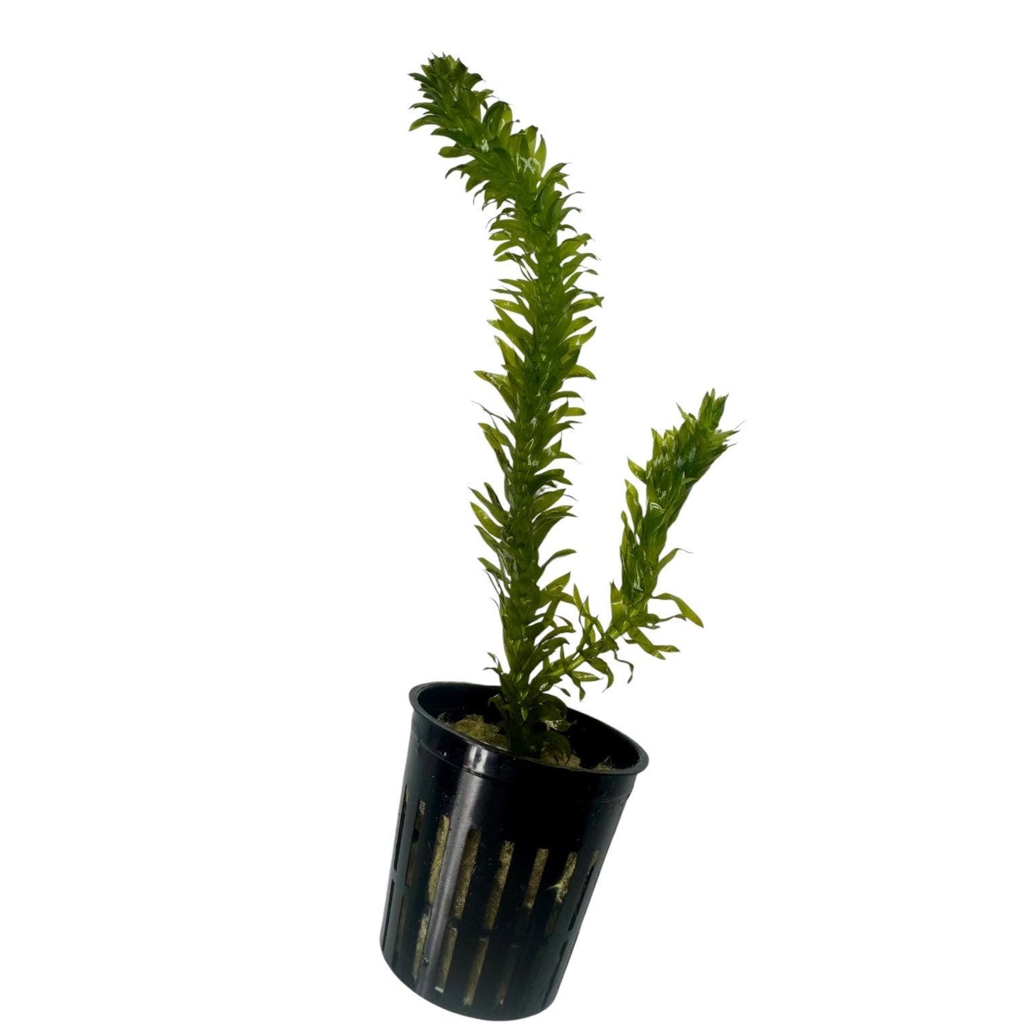 Live potted Anacharis freshwater aquarium plant with bright green foliage and healthy submerged growth on a white background.
