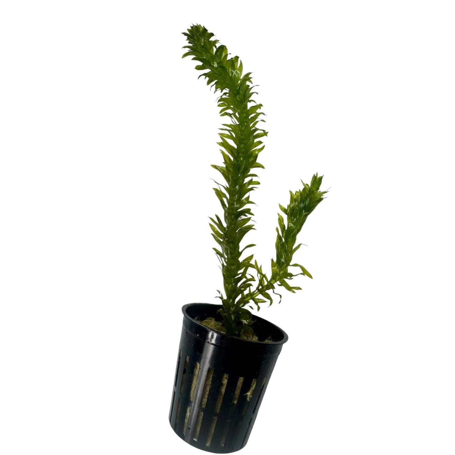 Live potted Anacharis freshwater aquarium plant with bright green foliage and healthy submerged growth on a white background.