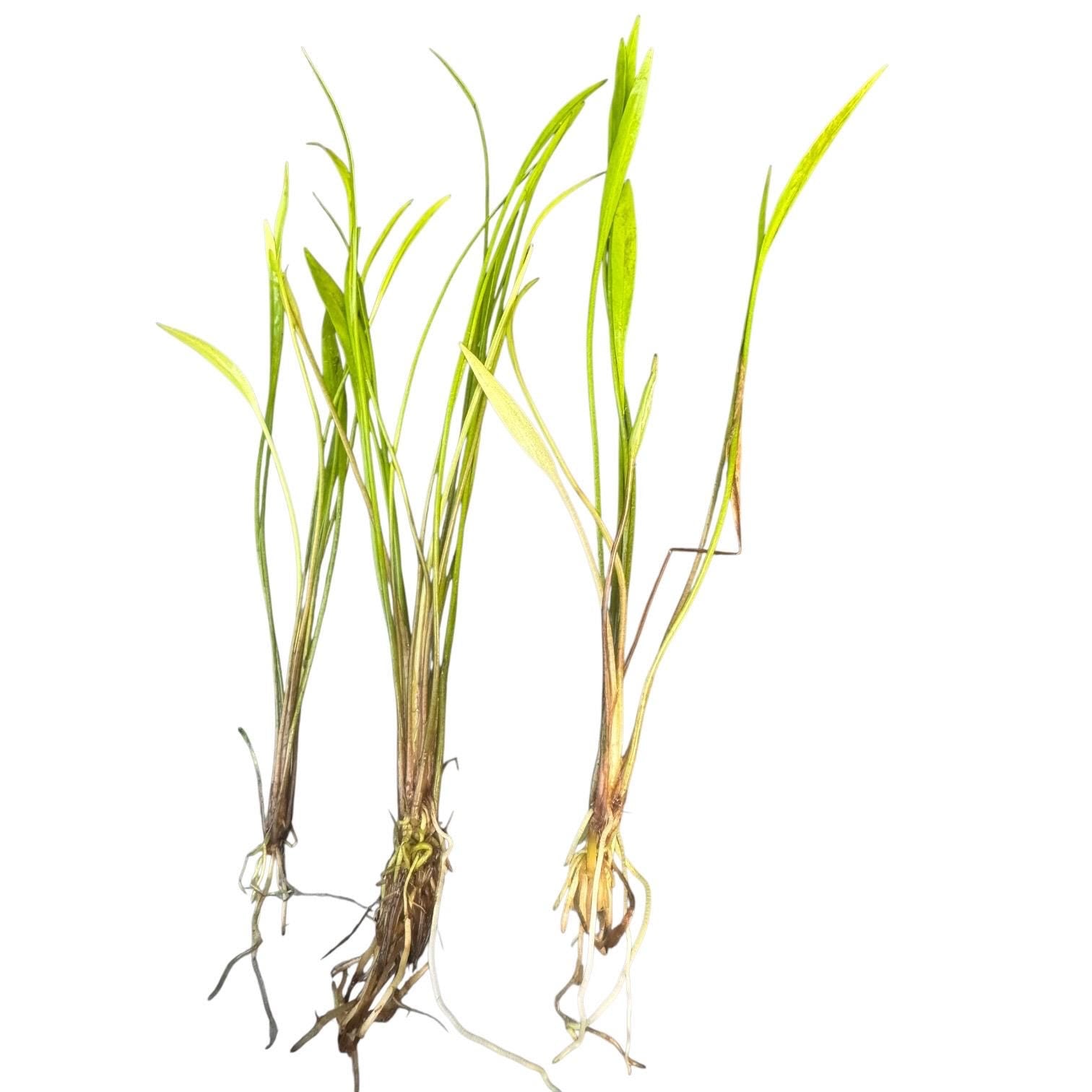 Three Pygmy Chain Narrow Leaf (Helanthium tenellum) live aquarium plants with established roots and narrow leaves, ready for planting in freshwater aquariums.