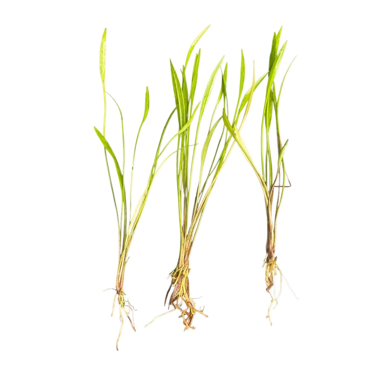 Three rooted Pygmy Chain Narrow Leaf (Helanthium tenellum) aquarium plants with established root systems and narrow leaves, ideal for foreground planting in freshwater tanks.