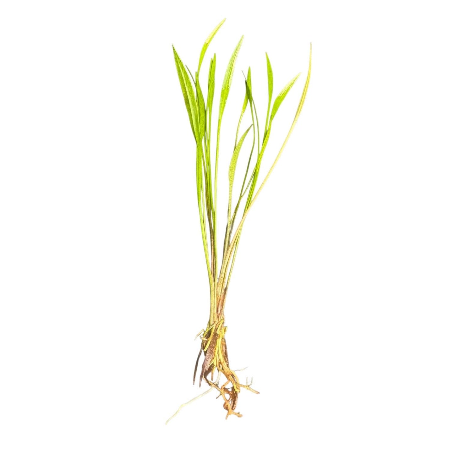 Single Pygmy Chain Narrow Leaf (Helanthium tenellum) live aquarium plant with healthy roots and narrow green leaves on a white background.