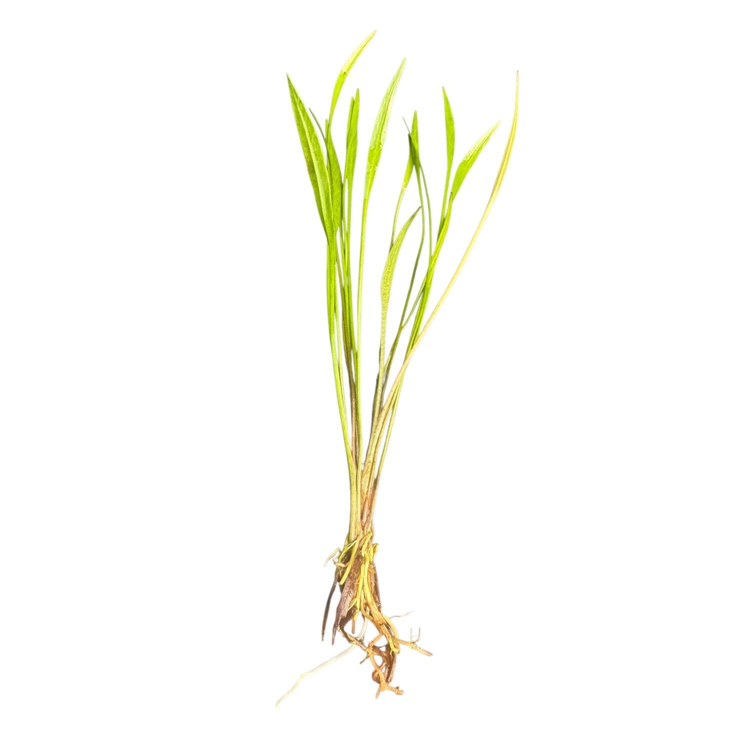 Single Pygmy Chain Narrow Leaf (Helanthium tenellum) live aquarium plant with healthy roots and narrow green leaves on a white background.