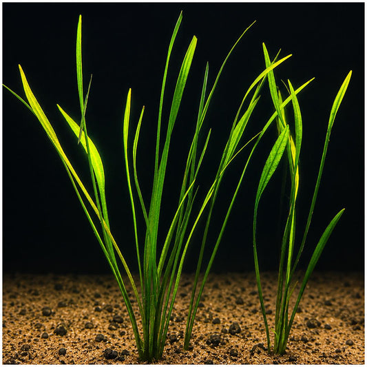 Pygmy Chain Narrow Leaf (Helanthium tenellum) growing in a freshwater aquarium with long, slender green leaves rooted in sandy substrate, ideal as a foreground to midground aquatic plant.