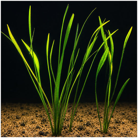 Pygmy Chain Narrow Leaf (Helanthium tenellum) growing in a freshwater aquarium with long, slender green leaves rooted in sandy substrate, ideal as a foreground to midground aquatic plant.
