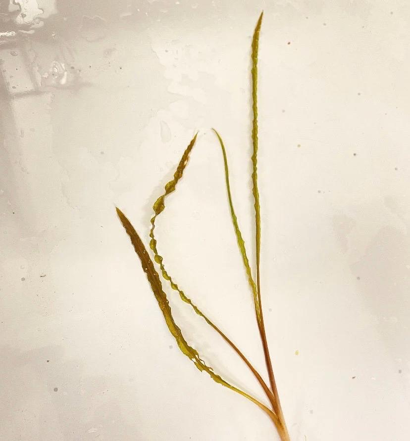 Bare-root Crypt Spiralis (Cryptocoryne spiralis) with long, twisted leaves on a white background, ready for planting in freshwater aquariums.