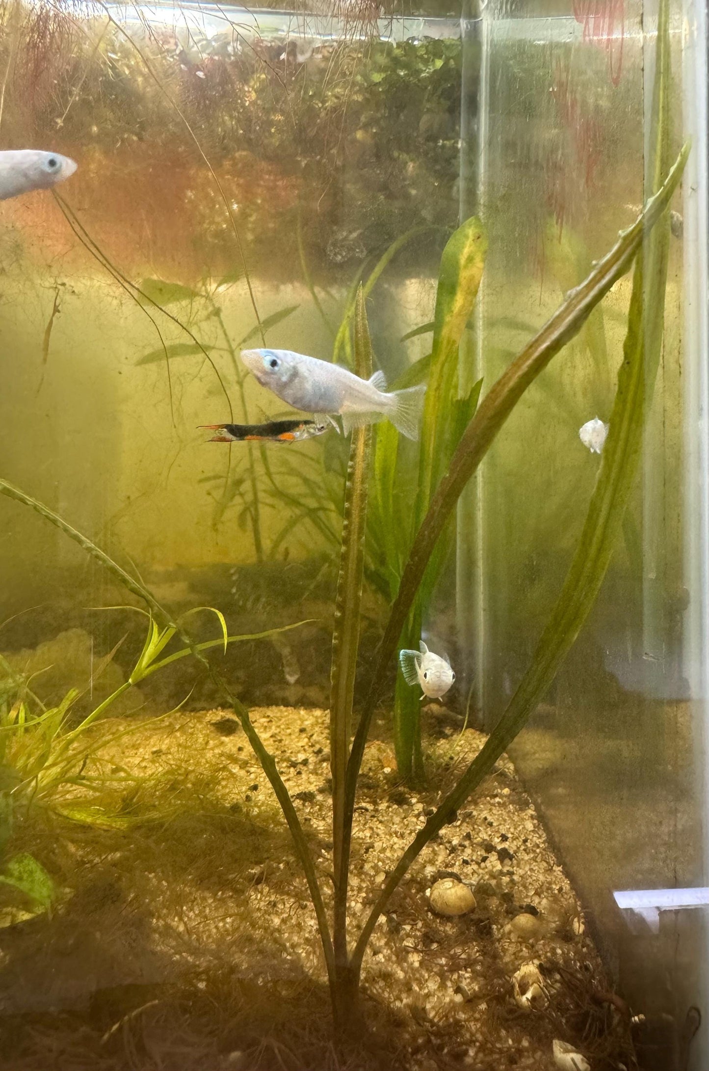 Mature Crypt Spiralis in a freshwater planted aquarium, displaying long, wavy green and bronze leaves that create height and natural movement in the background.