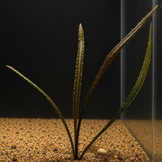 Crypt Spiralis live aquarium plant growing in sandy substrate, featuring long, twisted green and bronze leaves, ideal as a background freshwater aquarium plant.