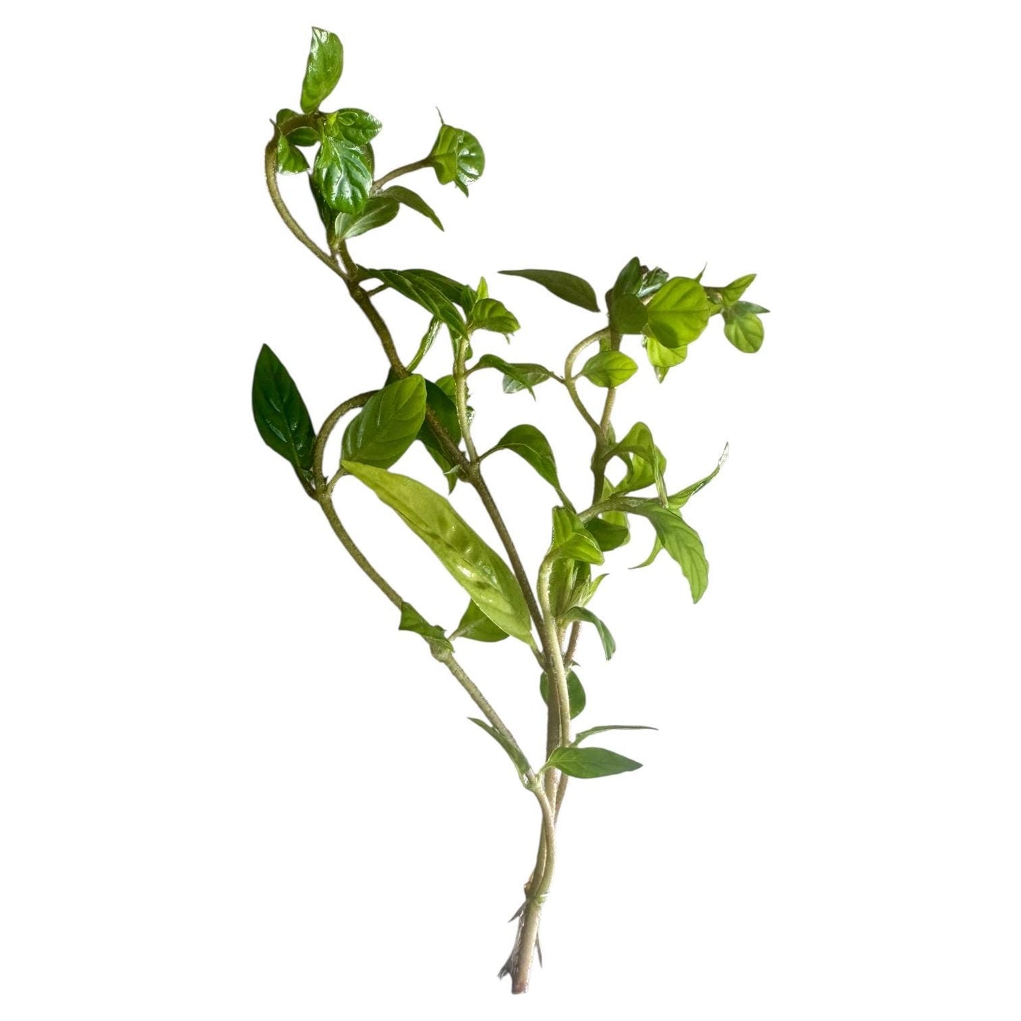 Fresh Staurogyne ‘Porto Velho’ aquarium plant stem featuring multiple side shoots, rooted and ready for planting in freshwater tanks.