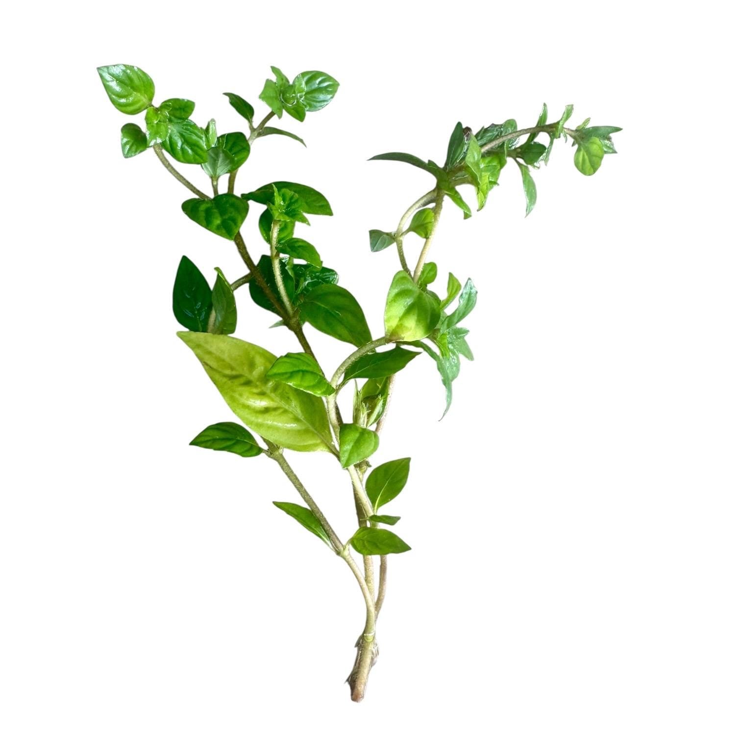 Rooted Staurogyne ‘Porto Velho’ stem with bright green foliage, perfect for creating lush midground growth in aquascaped aquariums.