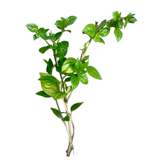 Single Staurogyne ‘Porto Velho’ stem cutting with healthy roots and glossy green leaves on a clean white background.