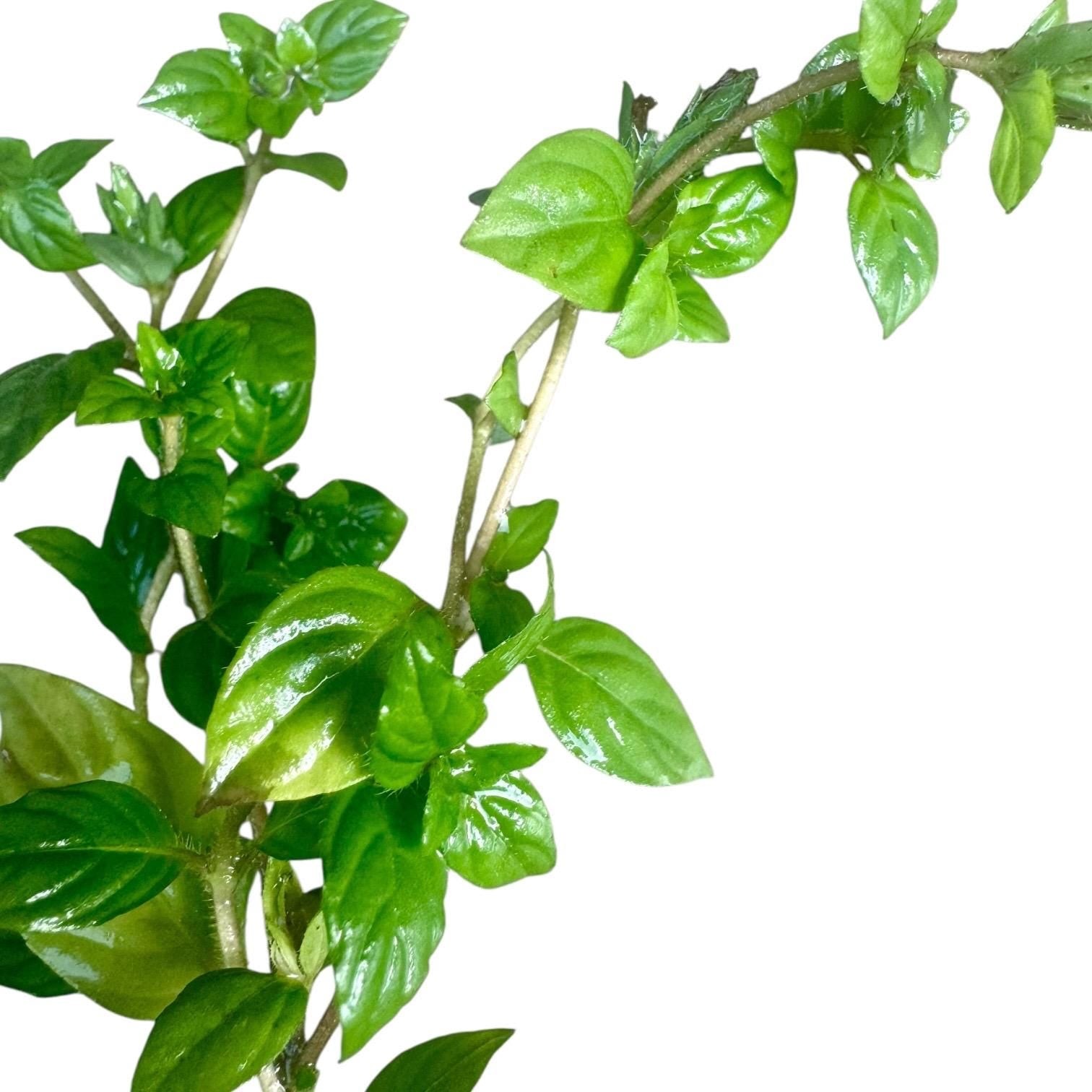 Close-up of Staurogyne ‘Porto Velho’ highlighting compact green leaves, healthy stem growth, and excellent detail for planted aquariums.