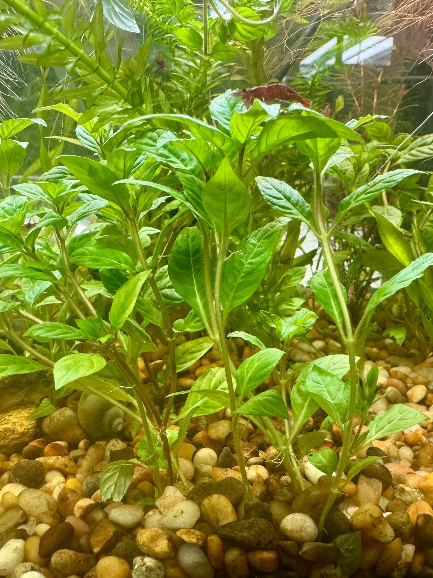 Staurogyne ‘Porto Velho’ growing naturally in a freshwater aquarium with rooted stems and vibrant green foliage, perfect for midground aquascaping.