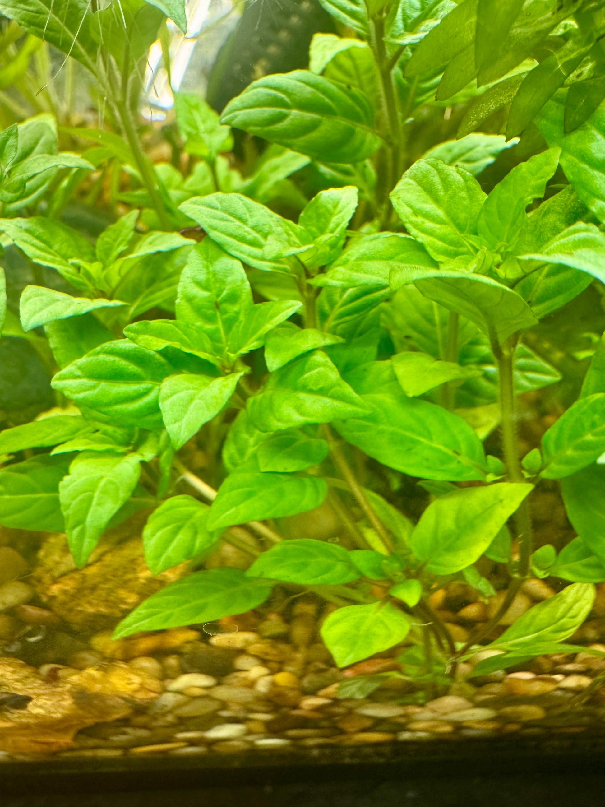 Close-up of healthy Staurogyne ‘Porto Velho’ with compact bright green leaves, showing dense bushy growth ideal for freshwater aquascapes and planted aquariums.