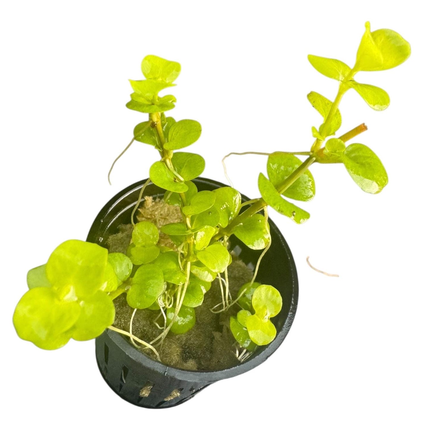 Golden Creeping Jenny Live Aquarium Plant (Lysimachia nummularia) | Easy Freshwater Stem Plant | Beginner Friendly