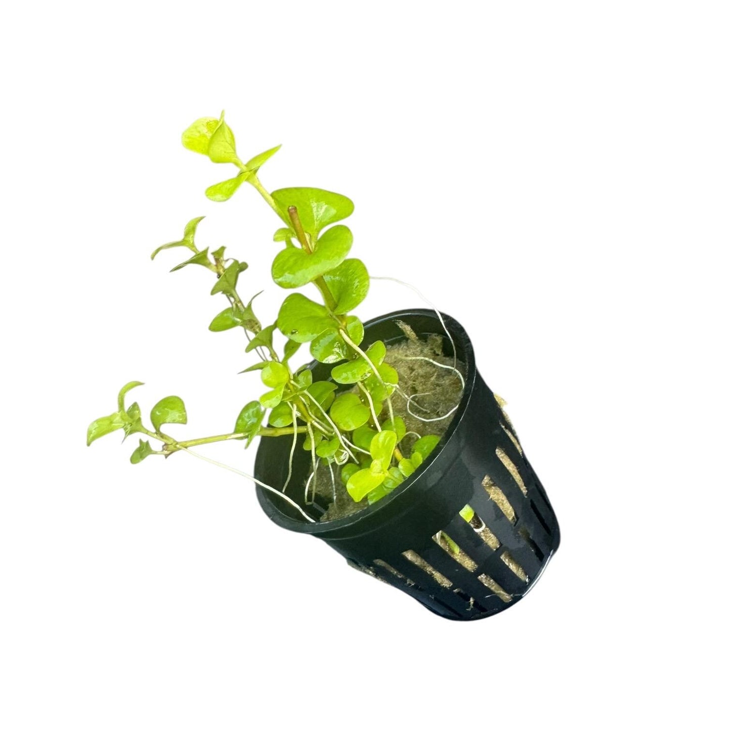 Golden Creeping Jenny Live Aquarium Plant (Lysimachia nummularia) | Easy Freshwater Stem Plant | Beginner Friendly