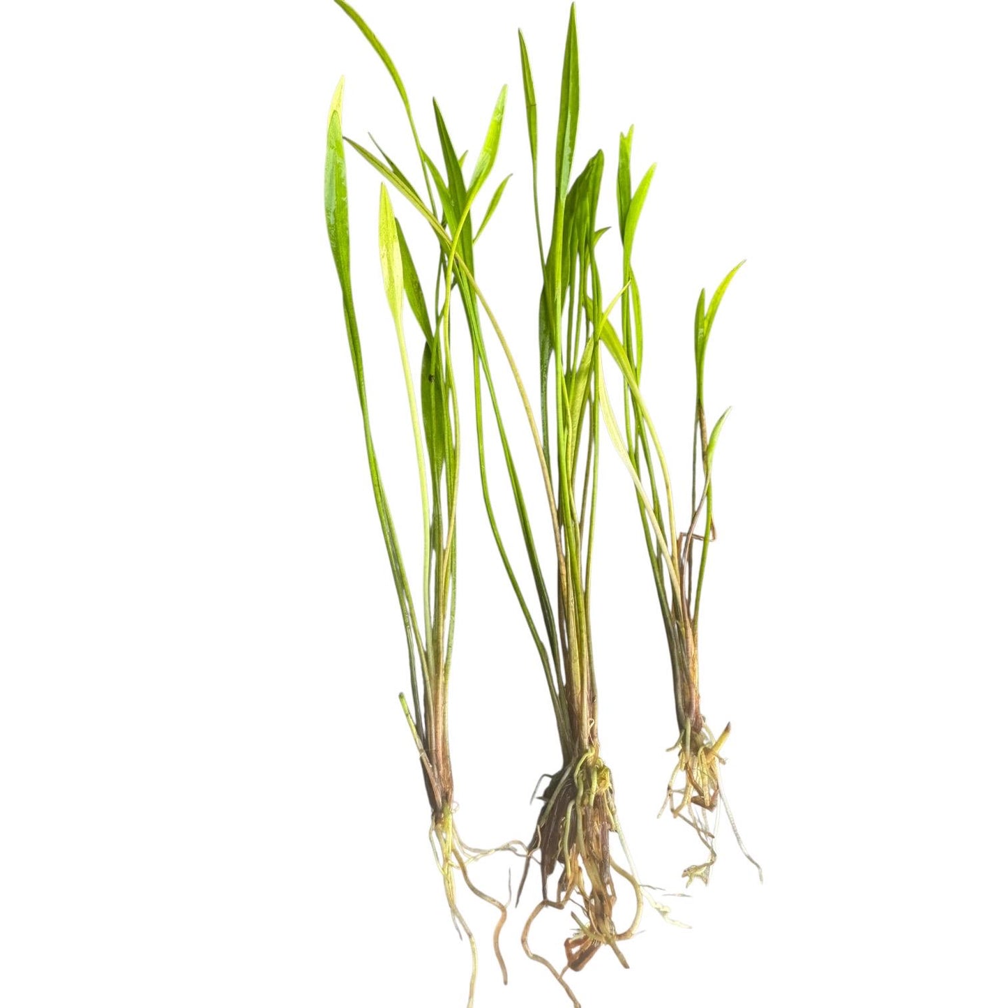 Three Pygmy Chain Narrow Leaf (Helanthium tenellum) live aquarium plants with healthy roots and slender green leaves, ready to plant in freshwater aquariums.