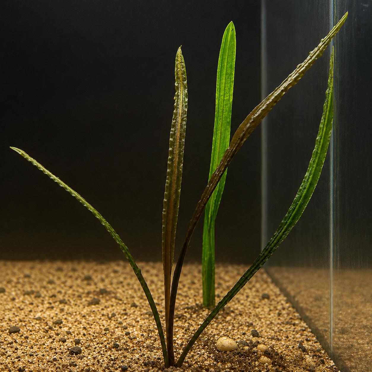 Close-up of Crypt Spiralis with textured, spiral-shaped leaves showing its unique rippled appearance in a planted freshwater aquarium.