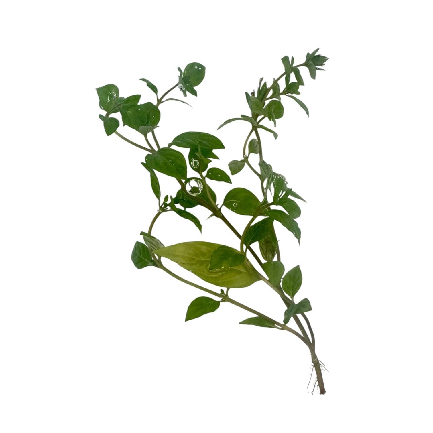 Freshly harvested Staurogyne ‘Porto Velho’ stem with visible roots and dense green leaves, ready to plant in freshwater aquariums.