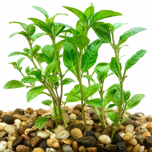 Healthy bunch of Staurogyne ‘Porto Velho’ aquarium plants with vibrant green leaves and rooted stems, ideal for freshwater aquascapes and midground planting.