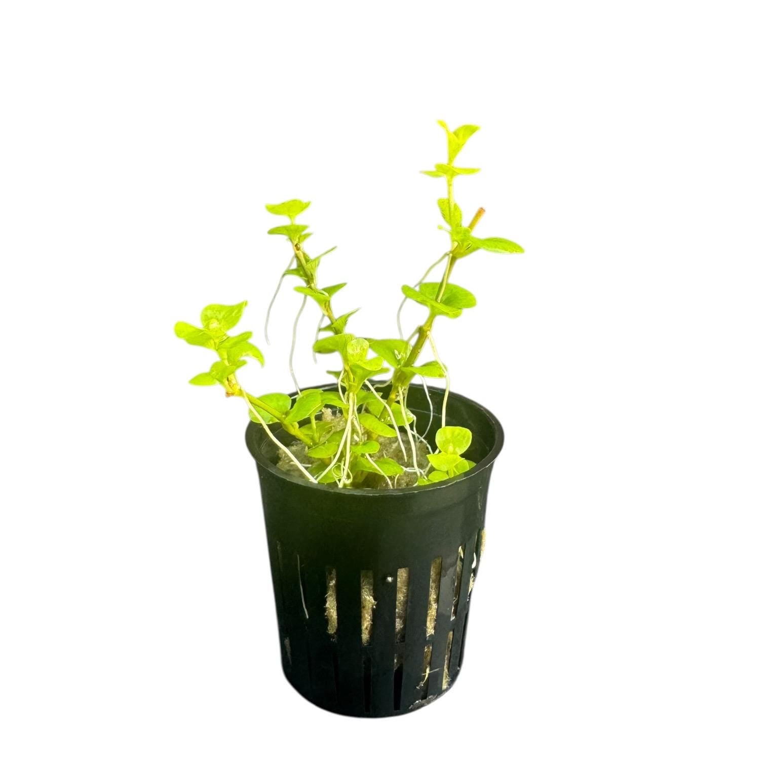 Golden Creeping Jenny Live Aquarium Plant (Lysimachia nummularia) | Easy Freshwater Stem Plant | Beginner Friendly