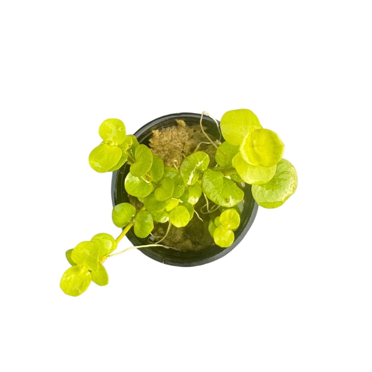 Golden Creeping Jenny Live Aquarium Plant (Lysimachia nummularia) | Easy Freshwater Stem Plant | Beginner Friendly