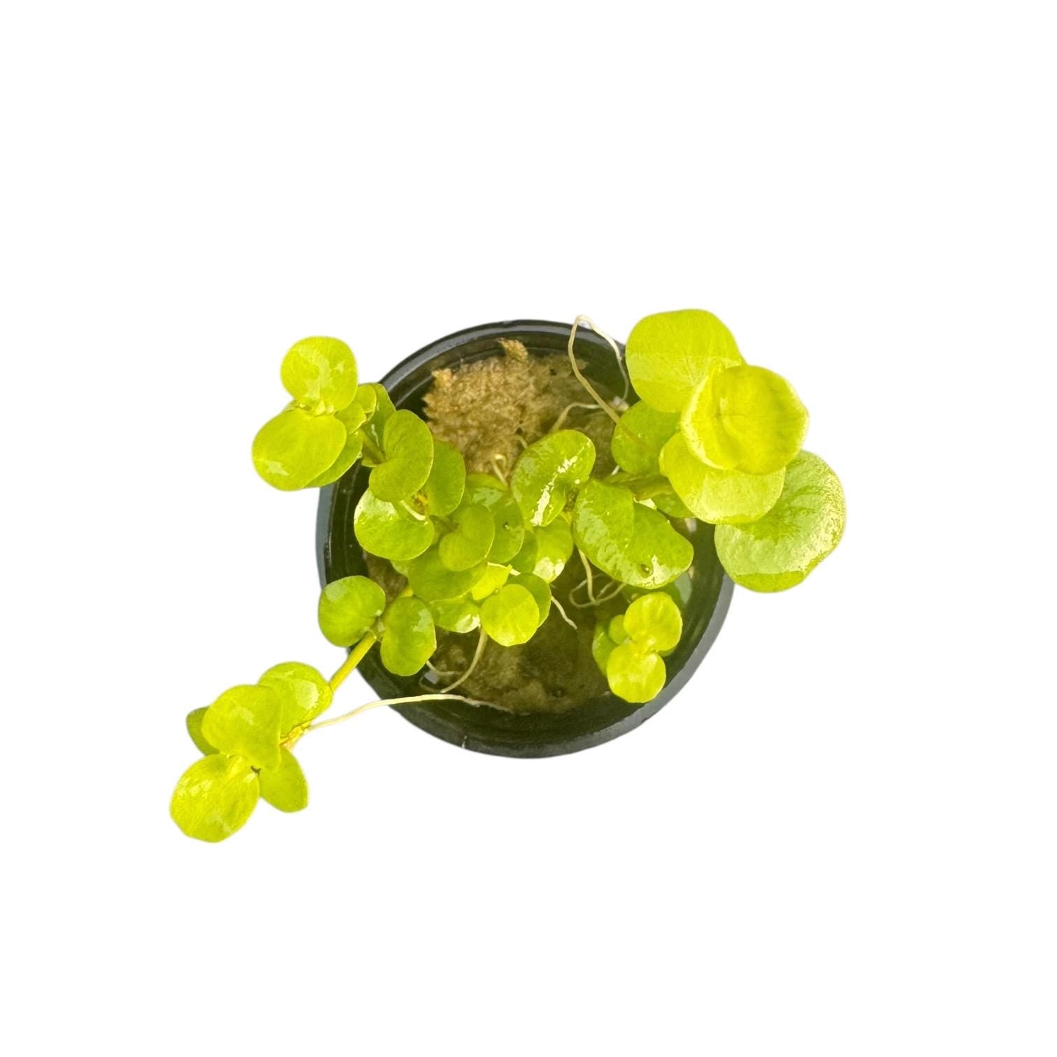 Golden Creeping Jenny Live Aquarium Plant (Lysimachia nummularia) | Easy Freshwater Stem Plant | Beginner Friendly