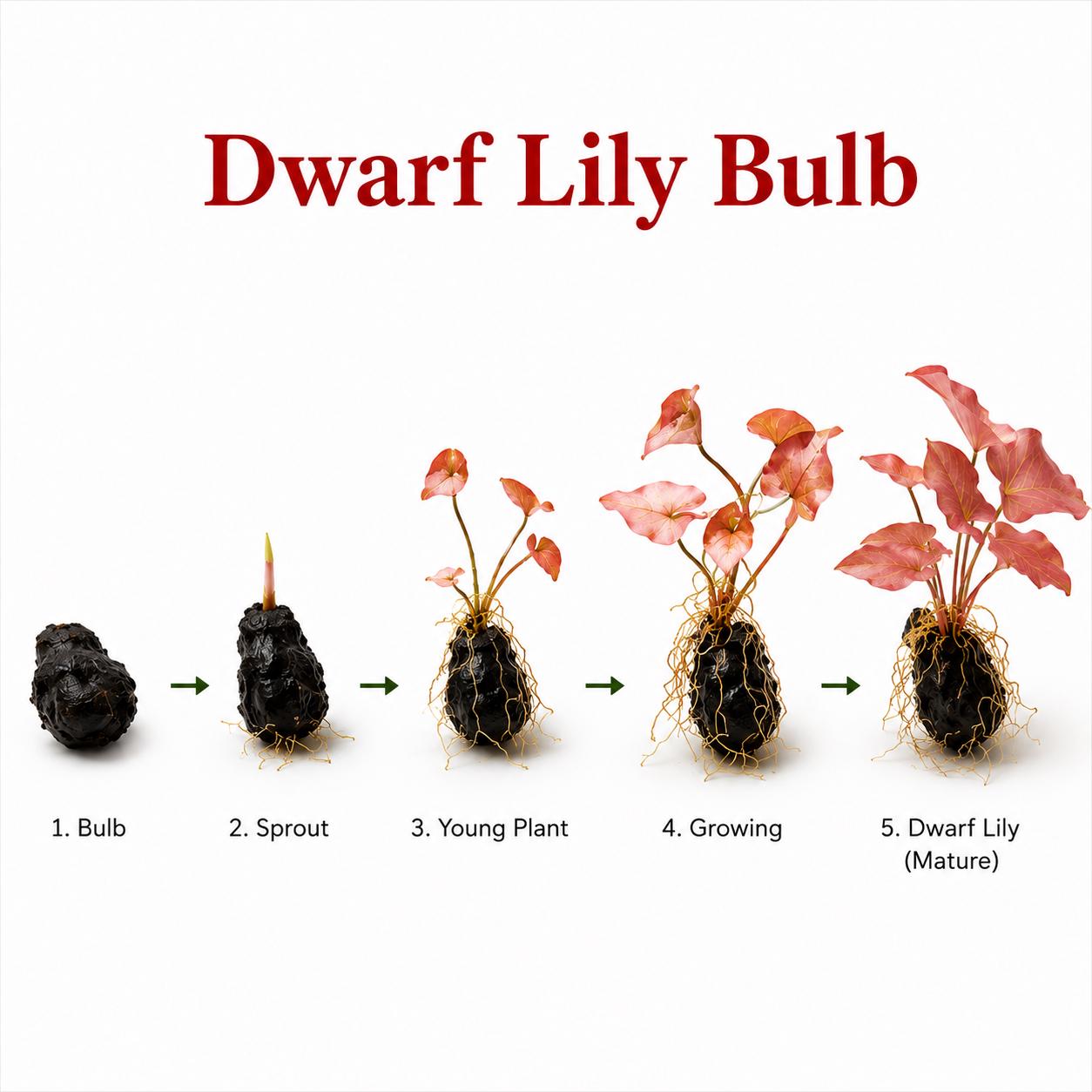 Growth stages of a dwarf lily bulb, showing the progression from dormant bulb to mature aquarium plant with red-bronze leaves on a clean white background.