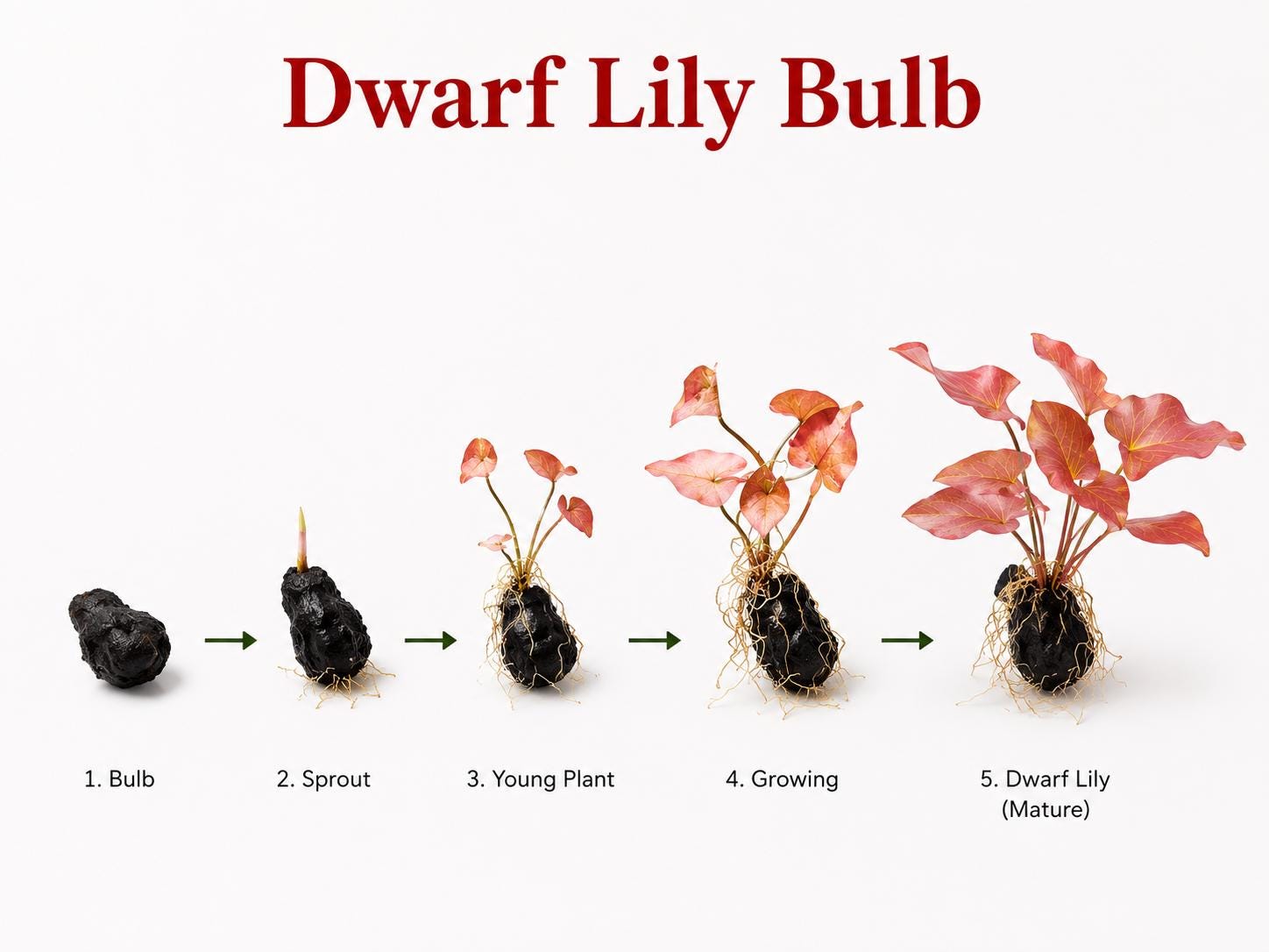 Dwarf Lily Bulb Live Aquarium Plant | Nymphaea micrantha | Easy Red Aquarium Lily | Rooted Bulb | Freshwater Aquatic Plant