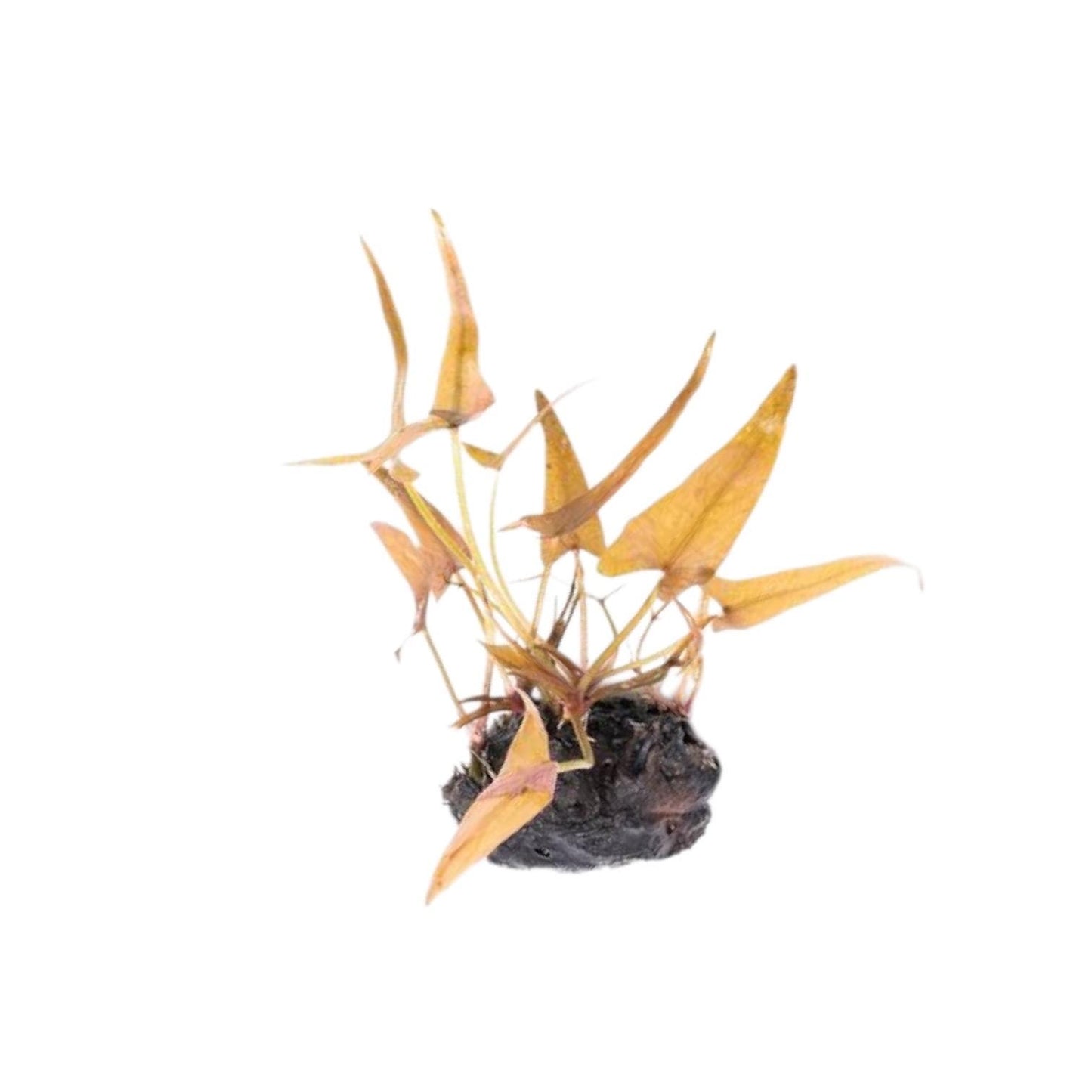 Mature dwarf lily bulb with multiple bronze-red leaves and healthy growth, isolated on a white background.
