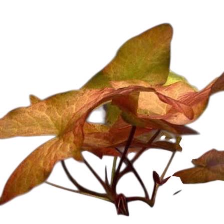 Young dwarf lily aquarium plant with bronze-red arrow-shaped leaves emerging from slender stems against a white background.