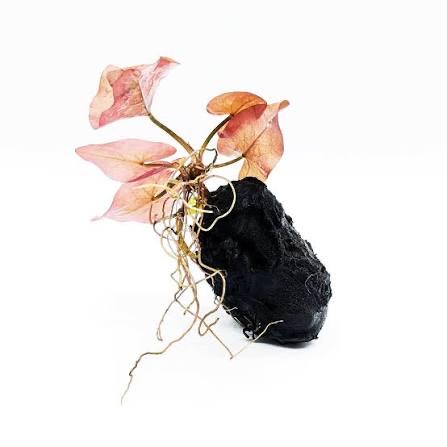 Red Tiger Lotus & Dwarf Lily Bulb Bundle – Live Aquarium Plants, Easy Aquatic Plant Bulbs