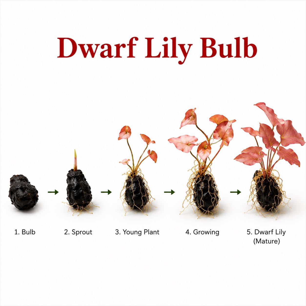 Red Tiger Lotus & Dwarf Lily Bulb Bundle – Live Aquarium Plants, Easy Aquatic Plant Bulbs