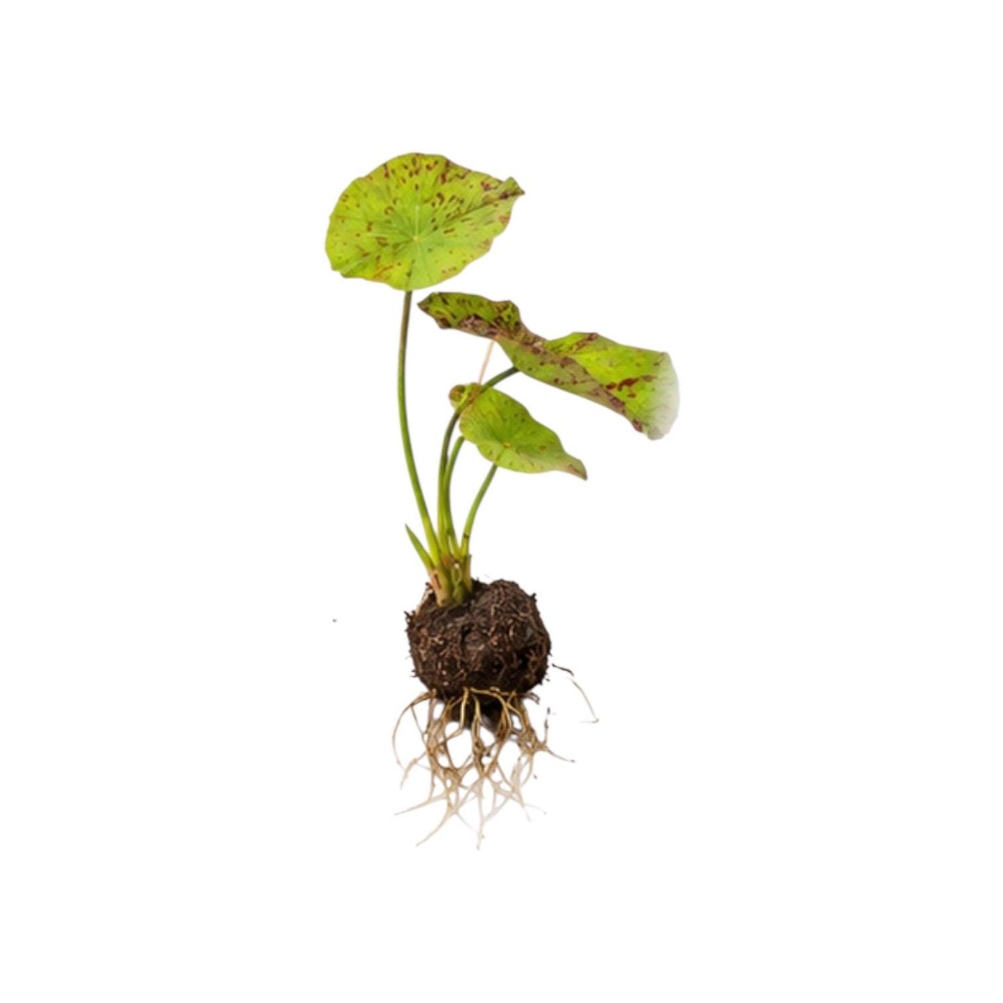 Live Aquarium Plant Bundle – Tiger Lotus Bulb, Dwarf Hairgrass, Anacharis & Floating Plants – Bestsellers Bundle