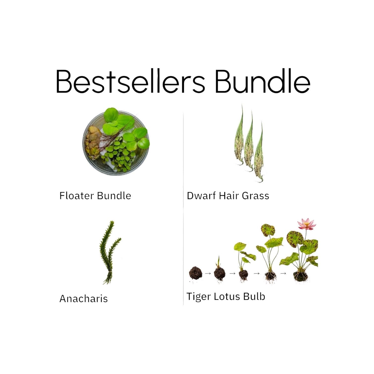 Live Aquarium Plant Bundle – Tiger Lotus Bulb, Dwarf Hairgrass, Anacharis & Floating Plants – Bestsellers Bundle