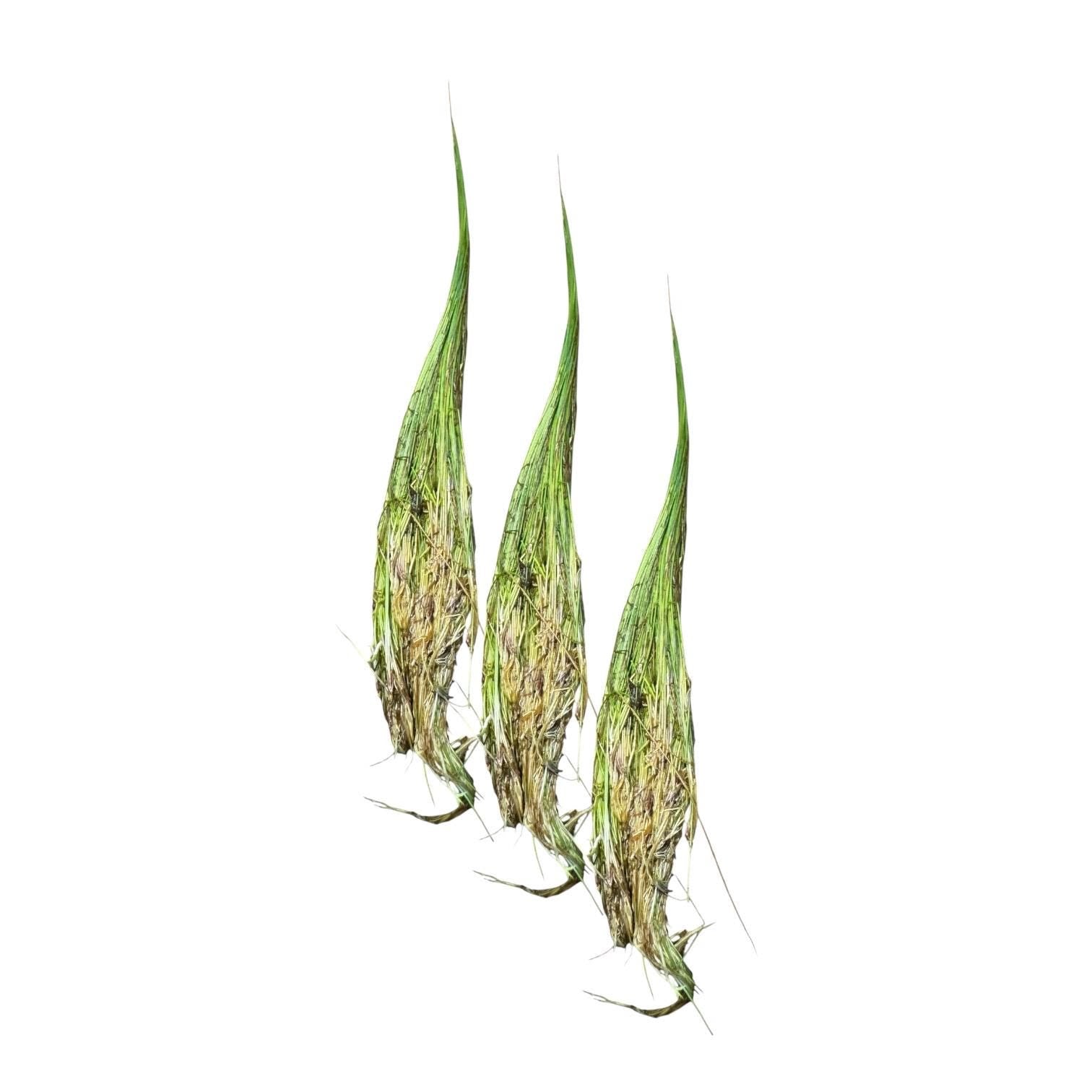 Live Aquarium Plant Bundle – Tiger Lotus Bulb, Dwarf Hairgrass, Anacharis & Floating Plants – Bestsellers Bundle