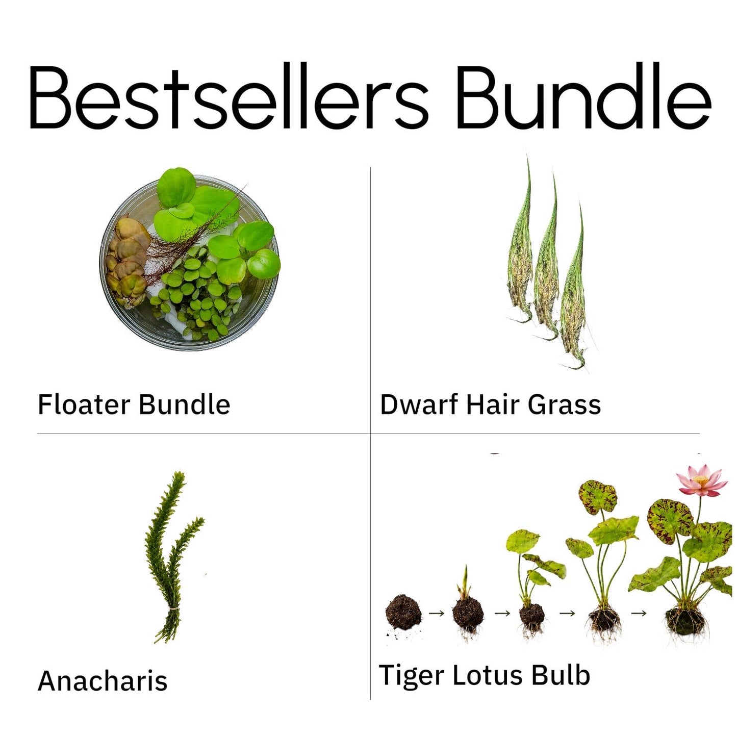 Live Aquarium Plant Bundle – Tiger Lotus Bulb, Dwarf Hairgrass, Anacharis & Floating Plants – Bestsellers Bundle