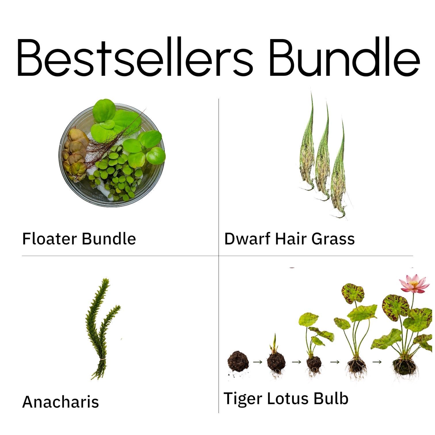 Live Aquarium Plant Bundle – Tiger Lotus Bulb, Dwarf Hairgrass, Anacharis & Floating Plants – Bestsellers Bundle