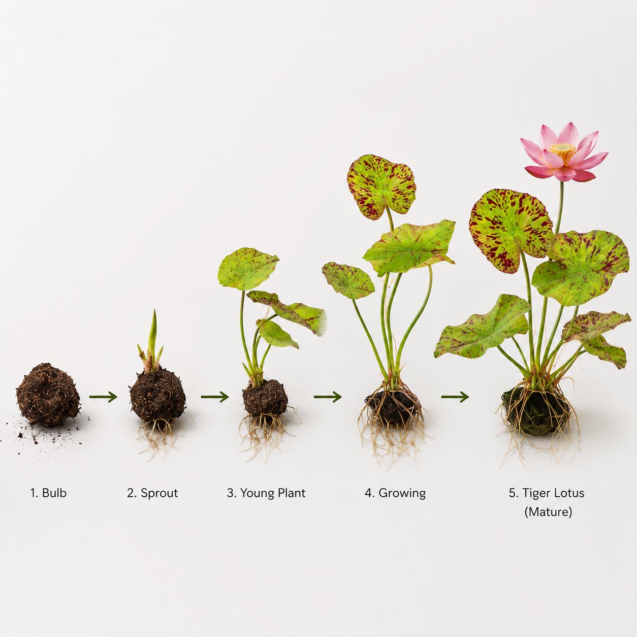 Live Aquarium Plant Bundle – Tiger Lotus Bulb, Dwarf Hairgrass, Anacharis & Floating Plants – Bestsellers Bundle