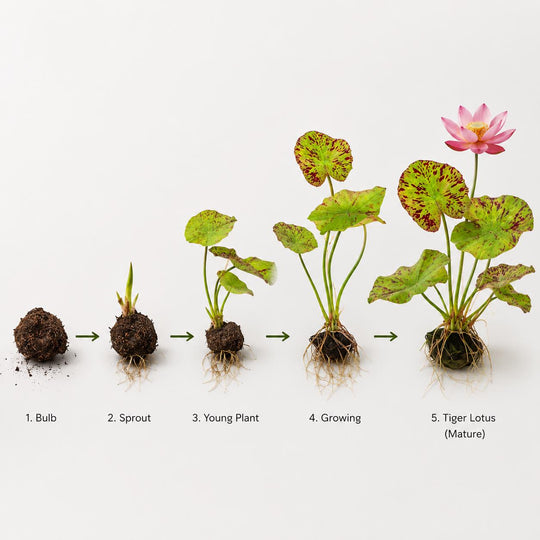 Live Aquarium Plant Bundle – Tiger Lotus Bulb, Dwarf Hairgrass, Anacharis &amp; Floating Plants – Bestsellers Bundle