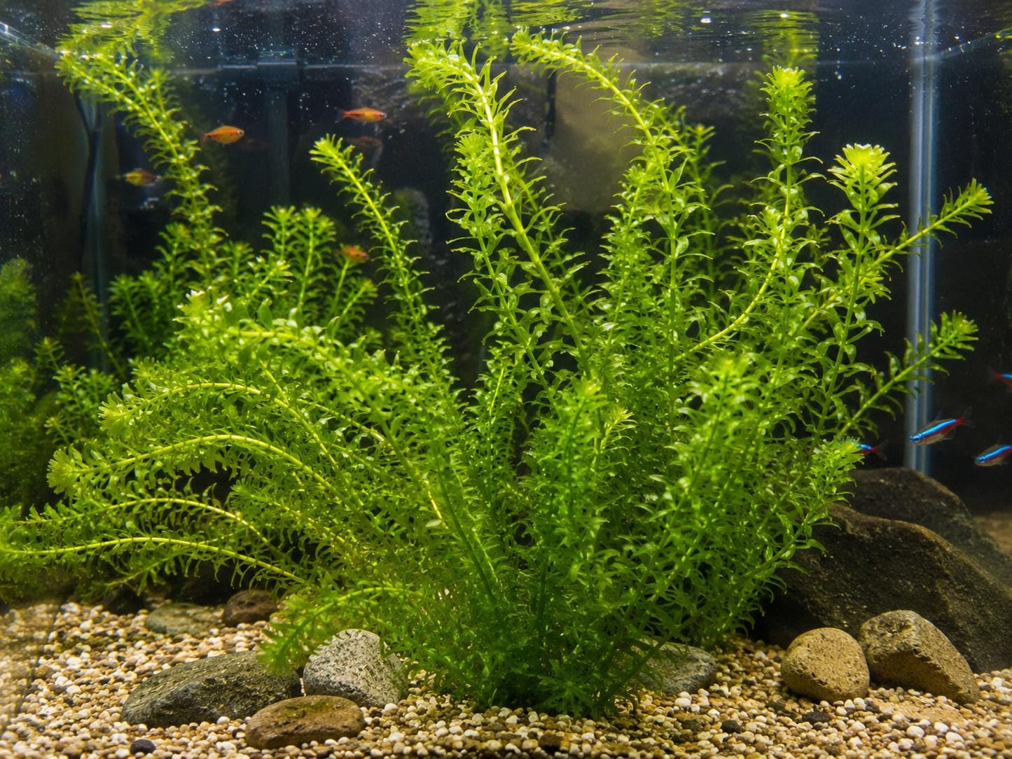 Live Aquarium Plant Bundle – Tiger Lotus Bulb, Dwarf Hairgrass, Anacharis & Floating Plants – Bestsellers Bundle