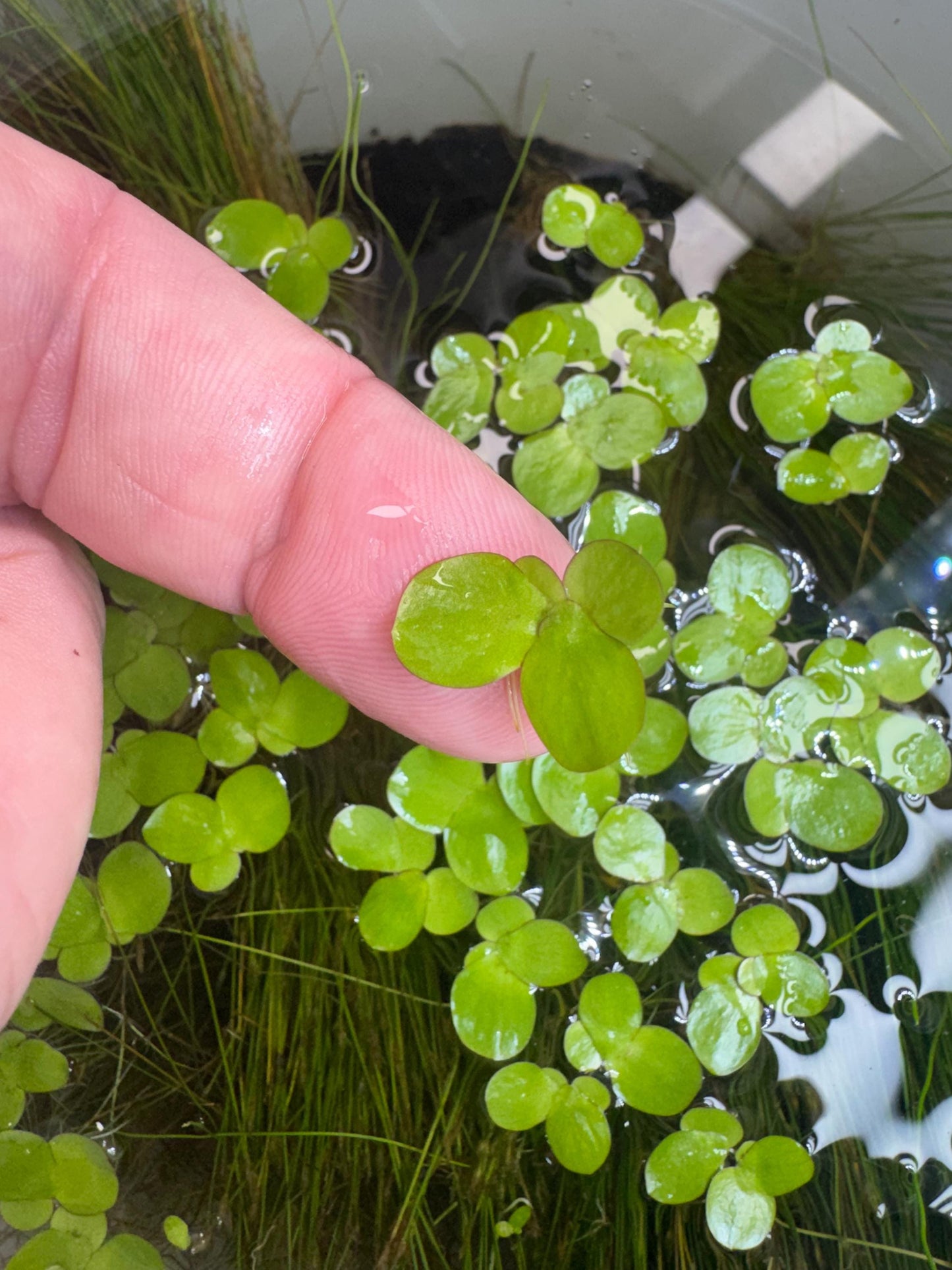 Close-up of Giant Duckweed floating in an aquarium, with a plant held on a fingertip to show the size of its green leaves.