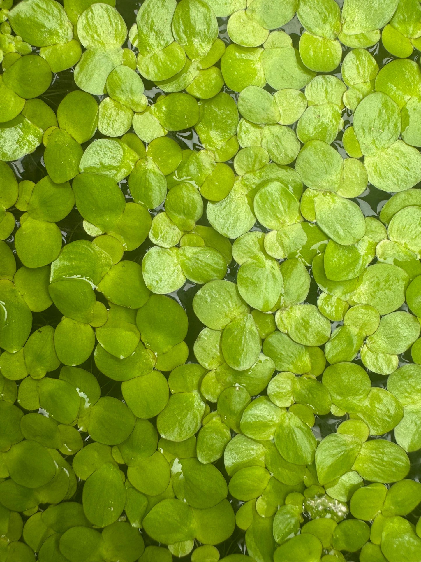 Dense mat of Giant Duckweed floating on the water surface, showing varied sizes of bright green leaves.