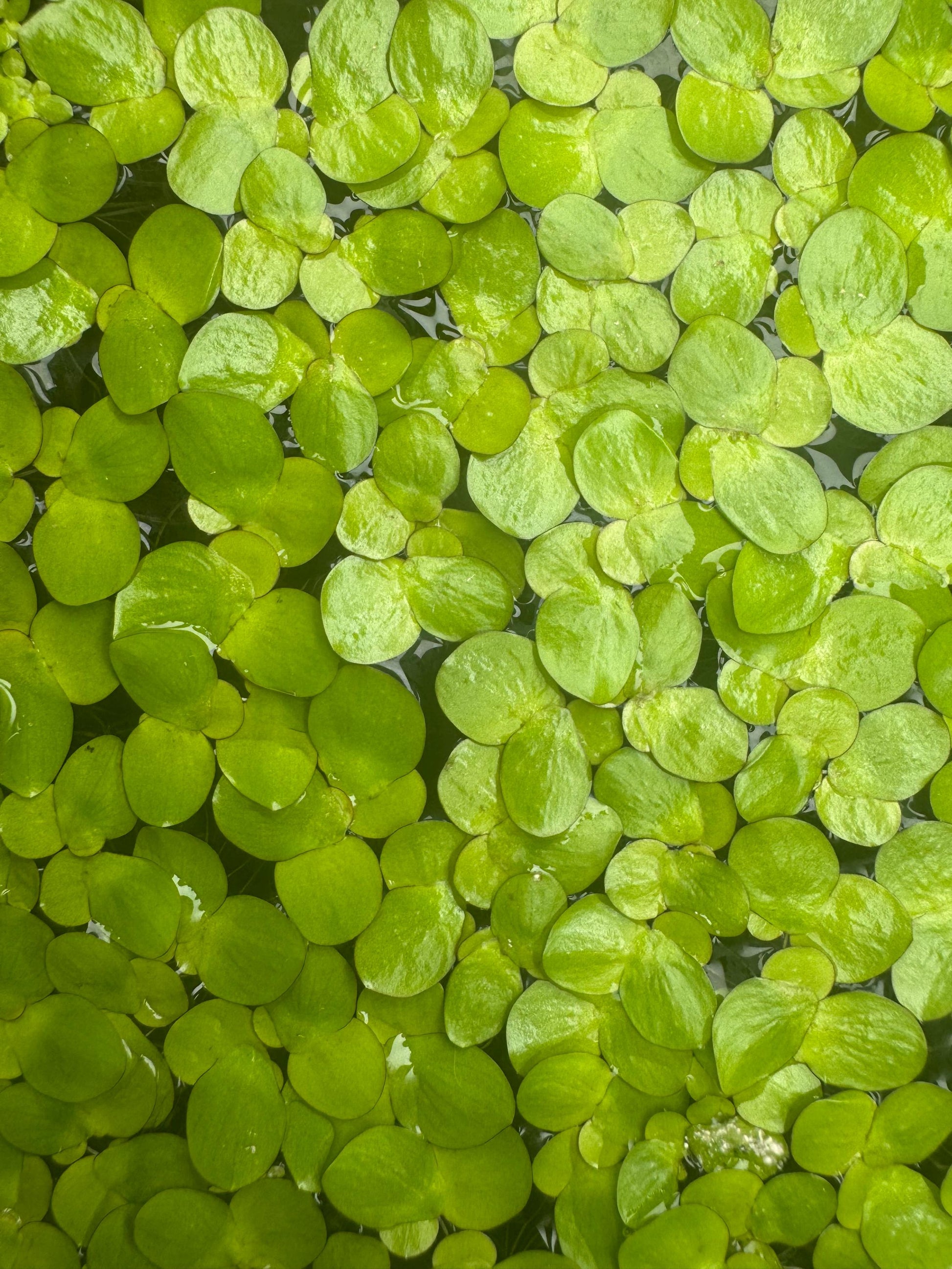 Dense mat of Giant Duckweed floating on the water surface, showing varied sizes of bright green leaves.