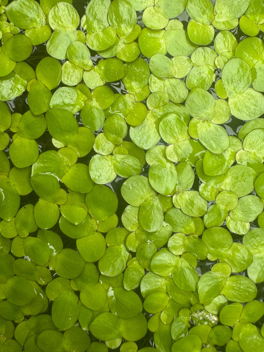 Dense mat of Giant Duckweed floating on the water surface, showing varied sizes of bright green leaves.