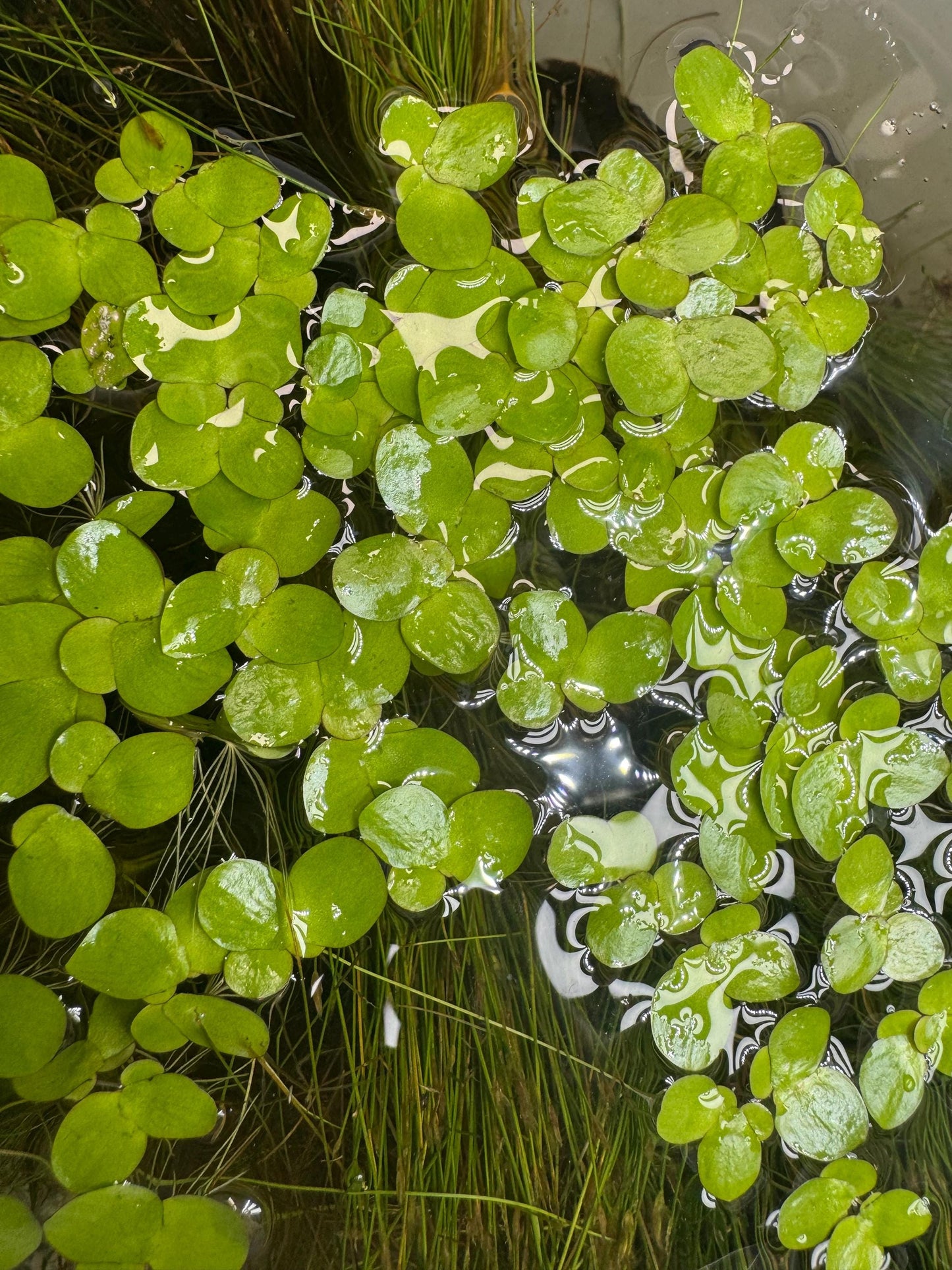 Giant Duckweed Live Aquarium Plants – Spirodela Polyrhiza Floating Plant, Easy Beginner Aquatic Plant for Fish & Shrimp Tanks