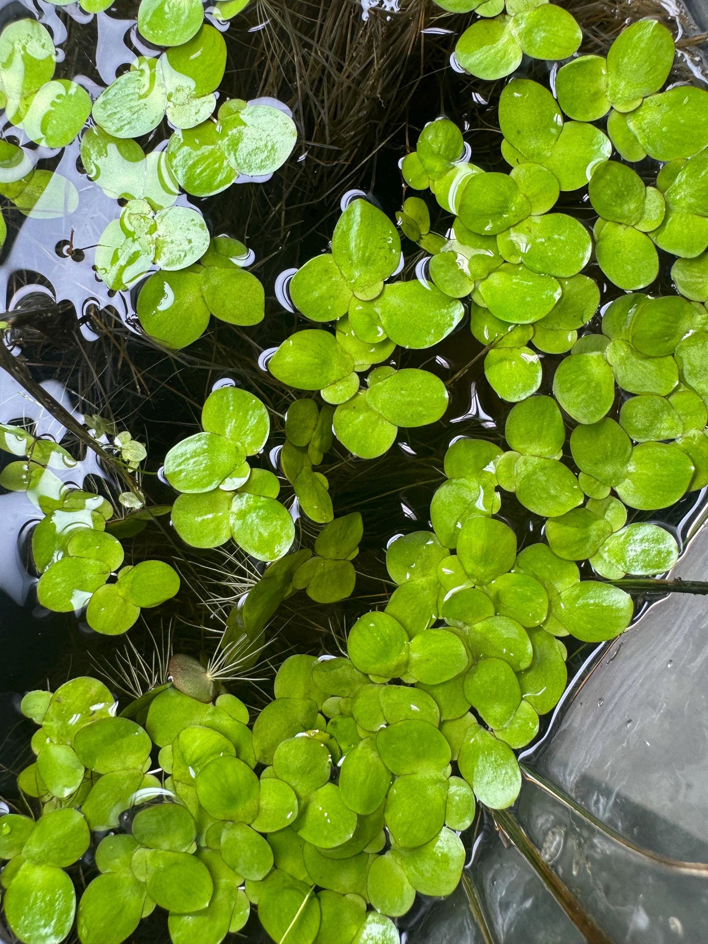 Giant Duckweed Live Aquarium Plants – Spirodela Polyrhiza Floating Plant, Easy Beginner Aquatic Plant for Fish & Shrimp Tanks