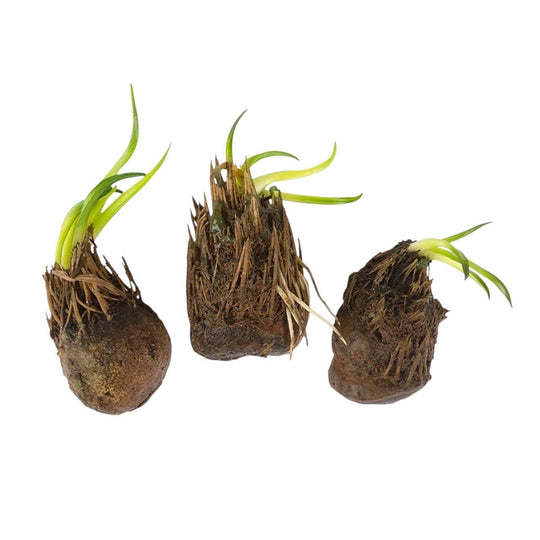 Three Aponogeton ulvaceus bulbs with fresh green shoots and roots, showing the plant at an early growth stage.