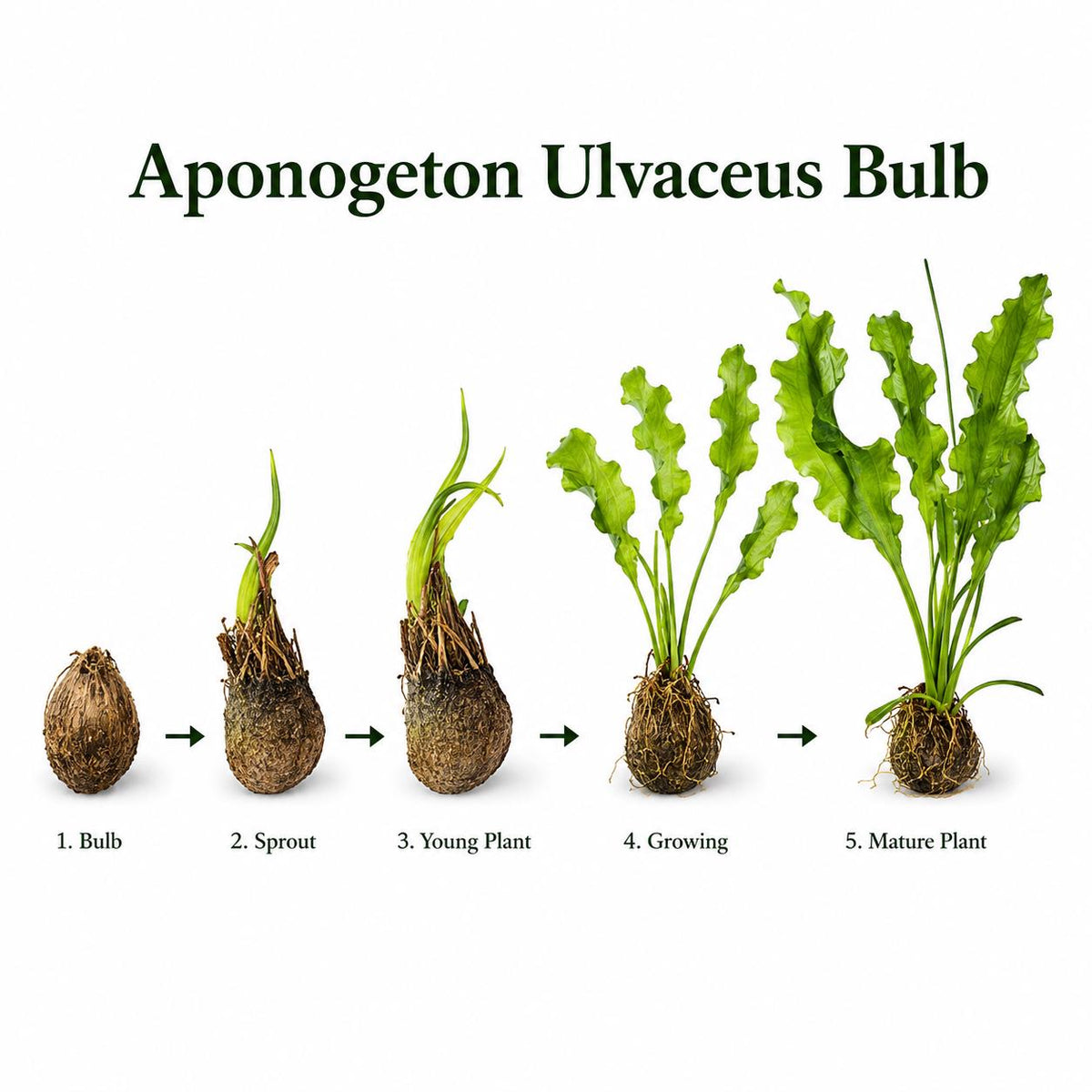 Aponogeton ulvaceus bulb growth stages from dormant bulb and sprout to a mature aquarium plant with long, wavy green leaves.